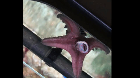 my starfish eating a snail gifs medium