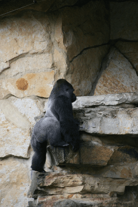 photos gorilla gif shared by vudobar on gifer medium