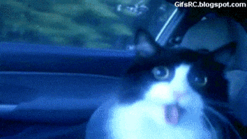 cat car ride gif find share on giphy medium