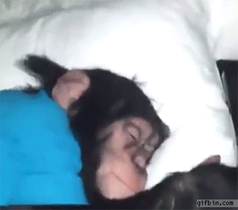 chimp waking up best funny gifs updated daily medium