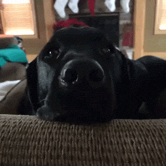 these adorably dramatic dogs have mastered the art of the guilt trip medium