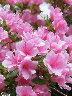 1142745 gif 240 320 gif floral pinterest flowers medium