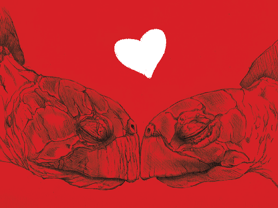 love turtles hearts valentines gif on gifer by bandiri medium