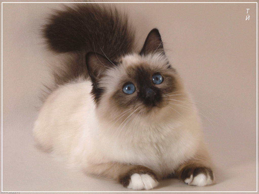 siamese cats pets cute and docile medium