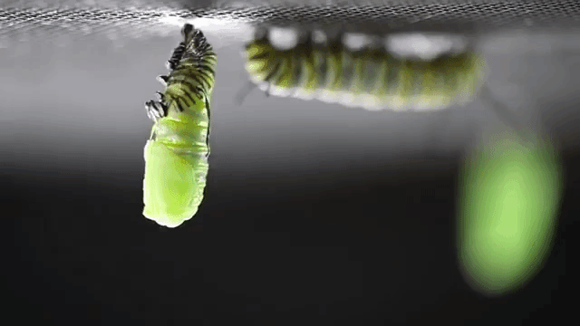 a beautiful timelapse of a monarch caterpillar forming a chrysalis medium