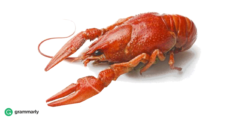 crayfish vs crawfish grammarly blog funny quotes about oklahoma medium