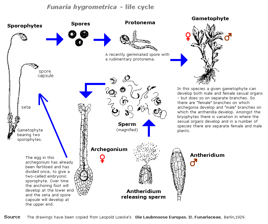 www life cycle of a moss google search biology pinterest medium