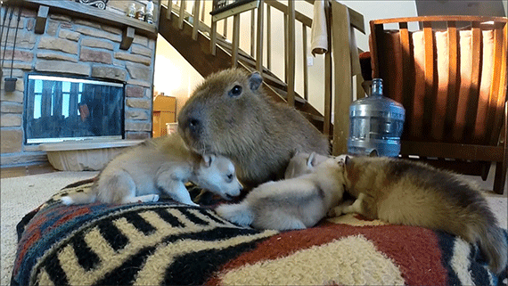 joejoe the capybara is world s most easygoing babysitter medium