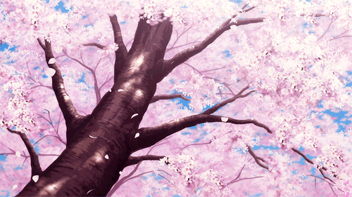cherry blossoms tree shigatsu wa kimi no uso shigatsu wa kimi no medium