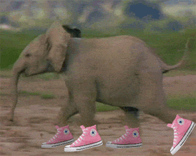 funny animal gifs get the best gif on giphy medium