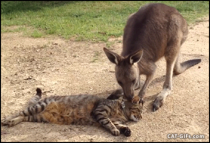 cat gif cat and kangaroo can be best friends let me scratch your medium