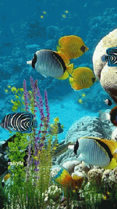 aquarium fish gif aquarium fish discover share gifs medium