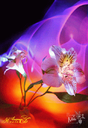 decent image scraps flowers animation and pics of medium