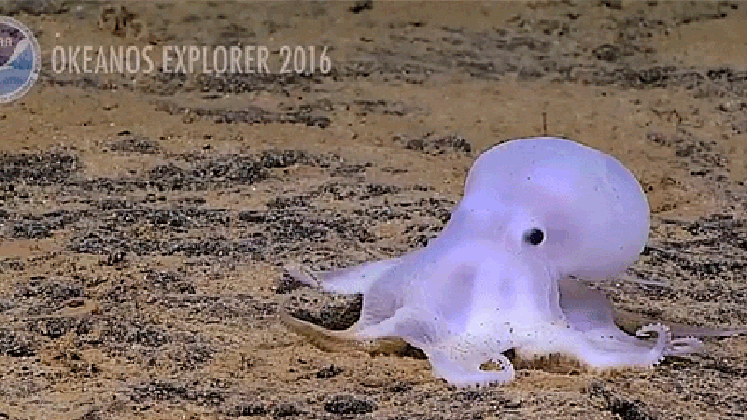 this newly discovered octopus species totally looks like a medium