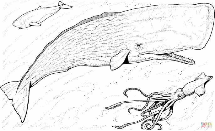 sperm whale baby and greater hooked squid coloring page free medium
