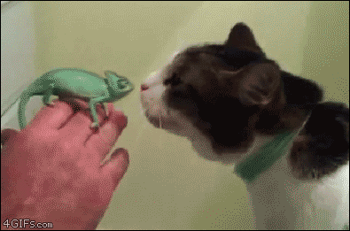 baby chameleon meets cat medium