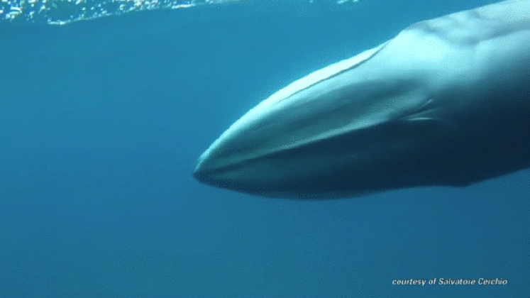 watch the first footage of the planet s most elusive whale the fat medium
