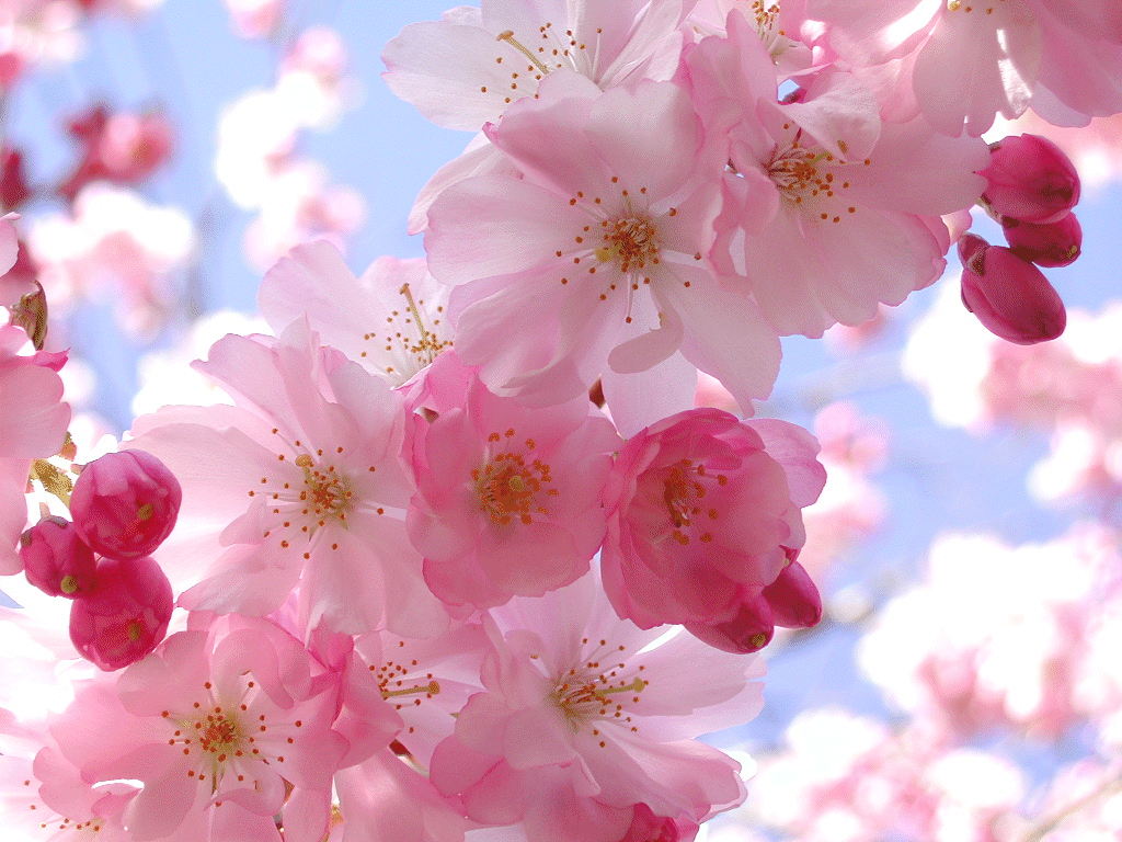 blossoms colorfresh cherry blossoms color board on medium