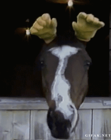 funny gif horse head hands horse costumes pinterest moose medium
