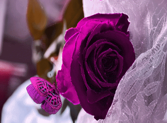 papillon violet rose violette image animated gif medium
