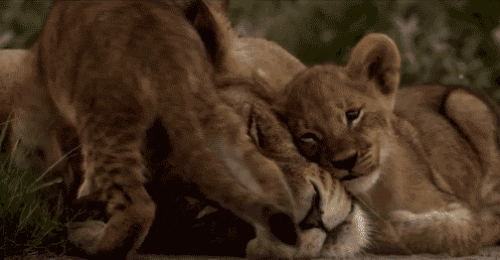 lion cubs gifs wifflegif medium