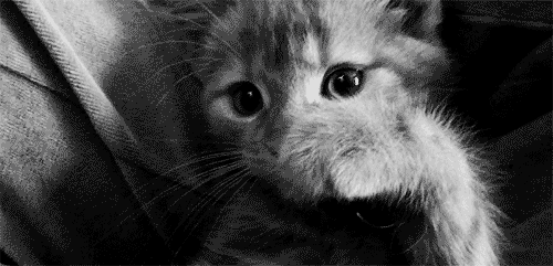 dog gif tumblr gif tumblr cute cat gif tumblr cute cat medium
