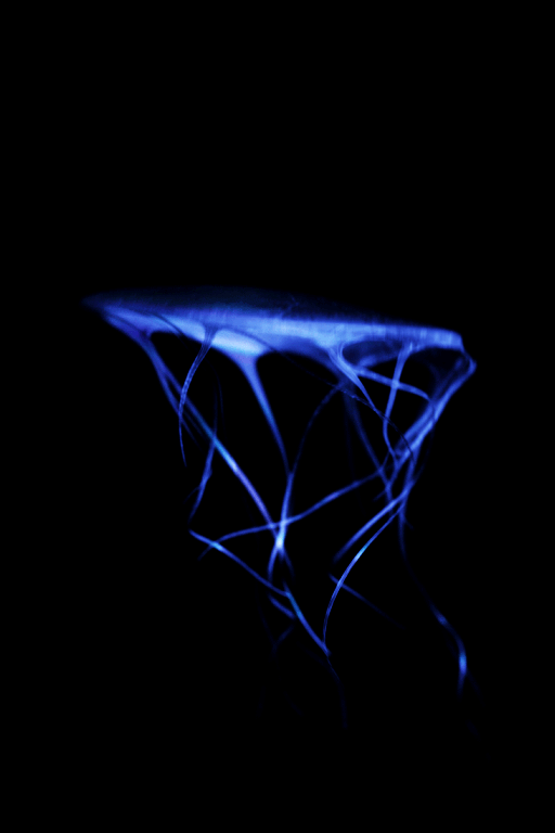 tentagif4 gif moving images pinterest jellyfish jellyfish medium