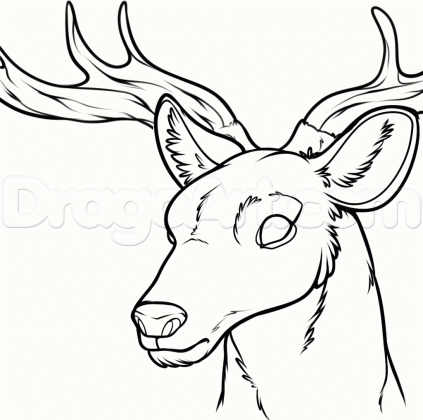 deer sketch drawing at getdrawings com free for personal use deer medium