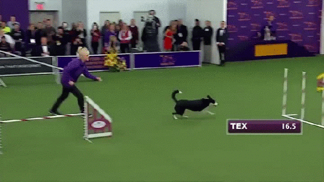dog running obstacle course gif on gifer by malarn medium