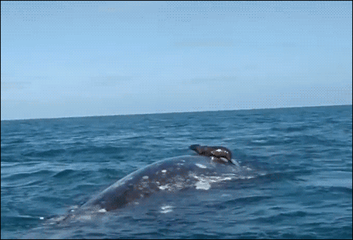whale seal gif find share on giphy medium