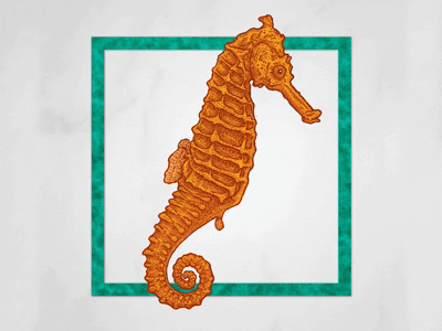 seahorse by josh dribbble medium