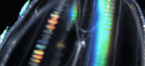 ctenophore gifs find share on giphy medium