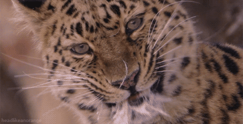 planet earth leopard gif by head like an orange find medium