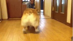 excited bouncing 3 click to watch animation corgi cute medium