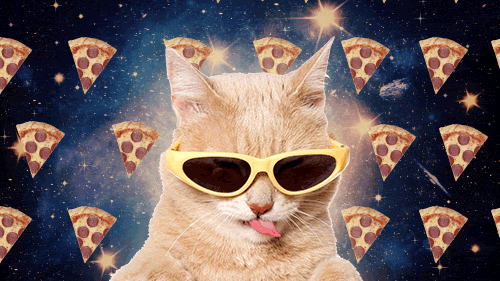 pizza cat gifs find share on giphy medium