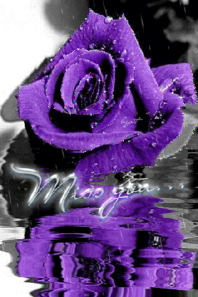 miss you purple rose miss you myniceprofile com medium