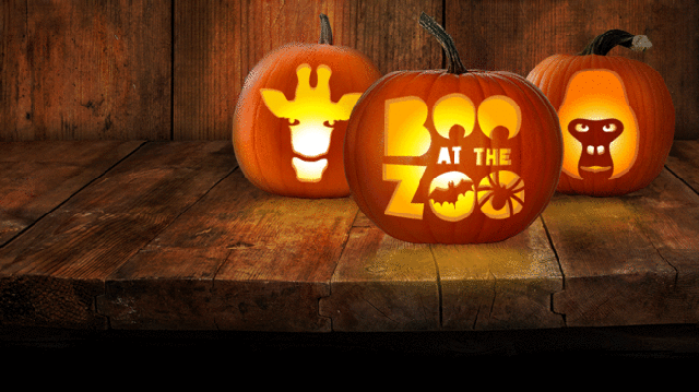 boo at the zoo returns for halloween half term medium