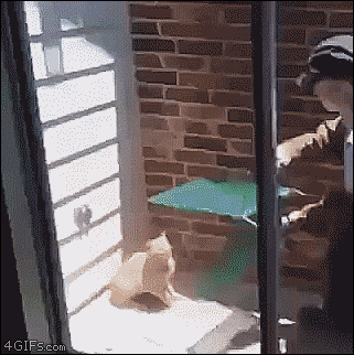the gif friday post no 502 1st day of school parkour cat medium