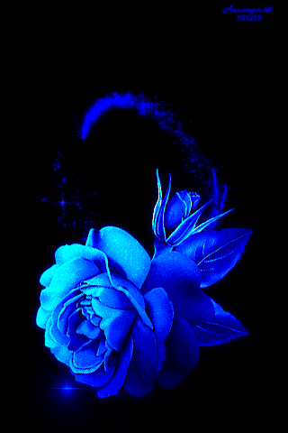 rosa brenda s picture s pinterest flowers blue medium