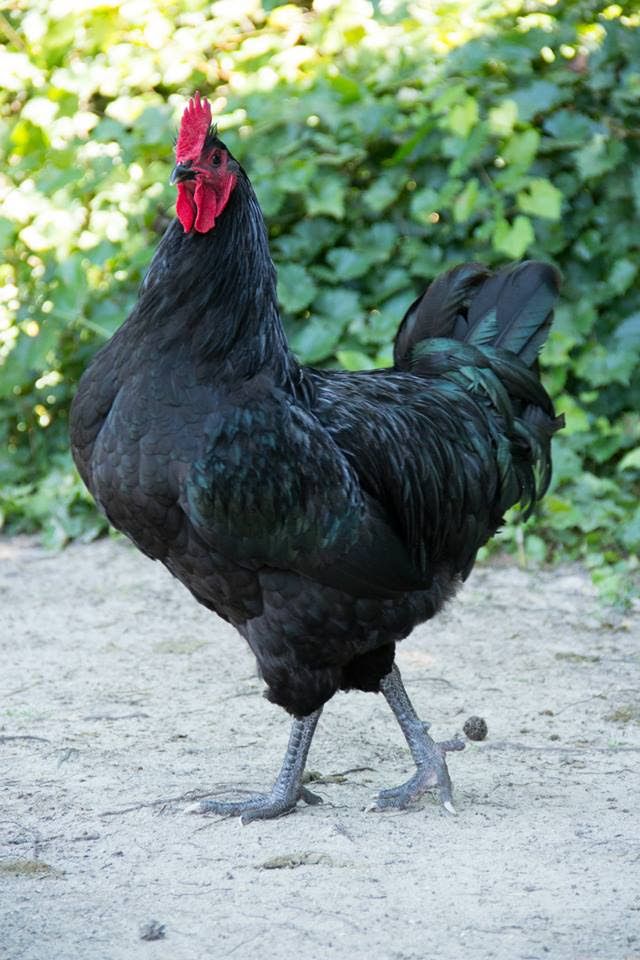 500 best rooster photos images on pinterest farm animals roosters medium