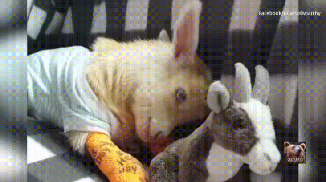 baby goat gif find share on giphy medium