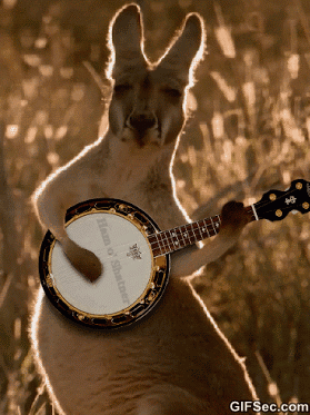 kangaroo playing guitar funny gif medium