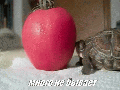 turtle eating tomato gifs tenor medium