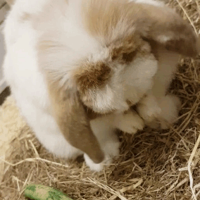 rabbit jump tumblr medium