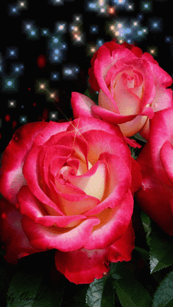 lovely roses animation 3 medium
