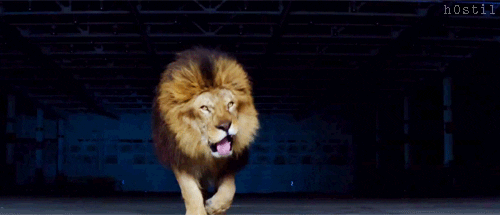 lion jungle gif find share on giphy medium