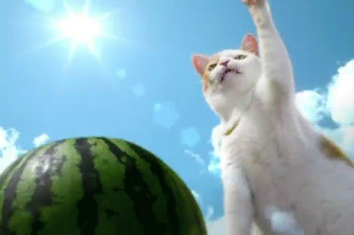 watermelon gifs find share on giphy medium
