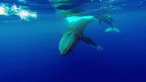 breaching whale gifs find share on giphy medium