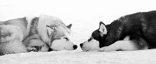 gif love snow winter cute black and white wolf b w kiss december q medium