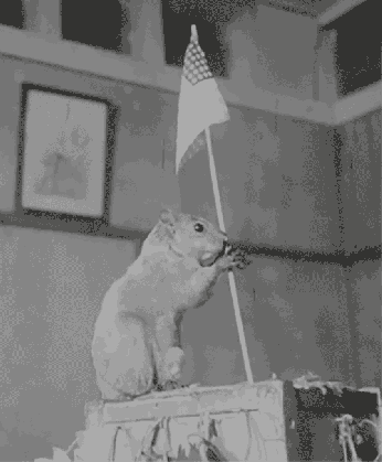the federal government s latest project squirrel gifs canadian flag gif medium